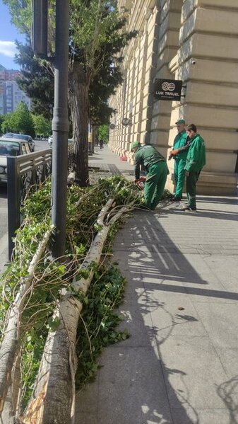 Dünəndən bəri Bakıda 41 ağac sınıb - Fotolar