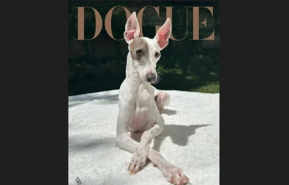 "Vogue" 2026-cı ilin ən dəbli itini seçdi