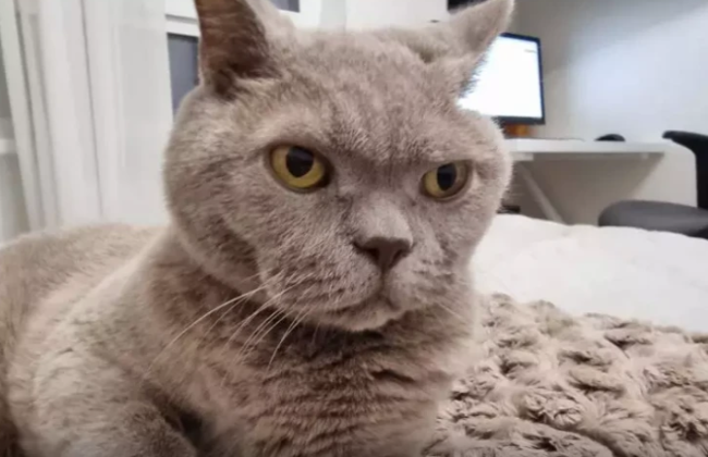 Bir pişiyin müsbət və mənfi cəhətlər: Heyvan sahiblərinin NƏZƏRİNƏ