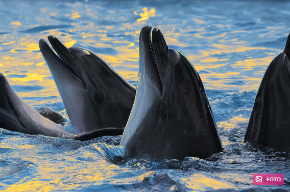 Delfinlərlə bağlı alimləri uzun illərdir düşündürən sirrin cavabı tapıldı