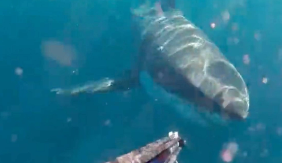 Dəniz yırtıcısı ilə göz-gözə: Avstraliyalı balıqçı köpəkbalığı hücumundan xilas oldu