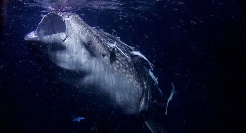 Dünyanın ən böyük dəniz ilanı aşkarlandı: Uzunluğu 12 metrdir, köpəkbalığı yeyir
