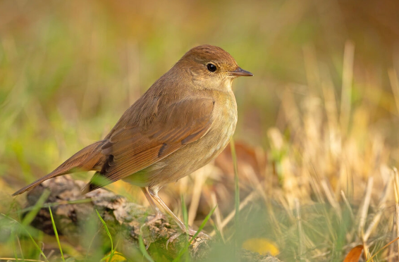 Depressiyanın dərmansız müalicəsinin gözlənilməz vasitəsi açıqlanıb