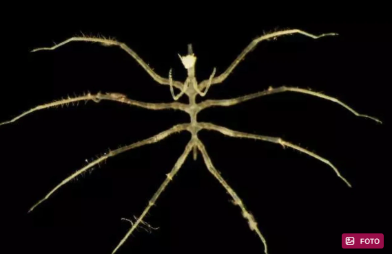 Dərin sularda yaşayan yüzlərlə yeni növ aşkarlandı