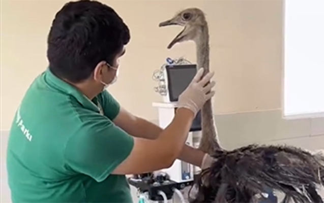 Sumqayıtda 2 dəvəquşu və 13 tutuquşu xilas edildi - Video