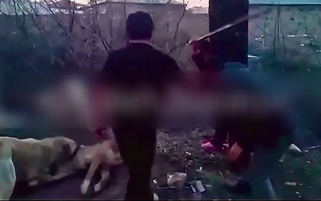 Naxçıvanda itlərə dəhşətli işgəncə verildi: Polis hərəkətə keçdi