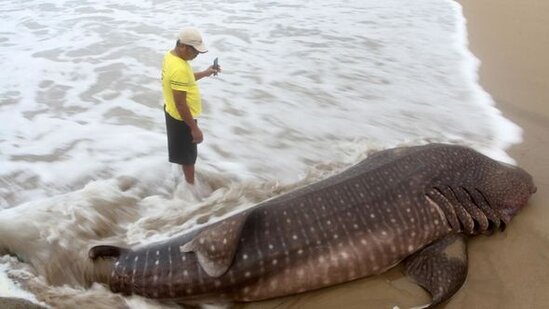 Balıqçıların toruna nəhəng balina köpəkbalığı düşdü - FOTO