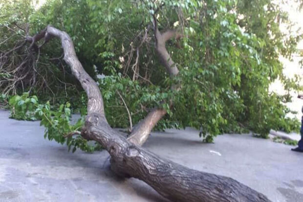 Saatlı sakininin üzərinə ağac aşıb