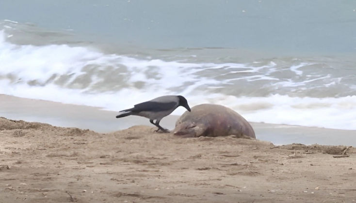 Xəzər dənizində canlıların kütləvi tələf olmasının səbəbi AÇIQLANDI