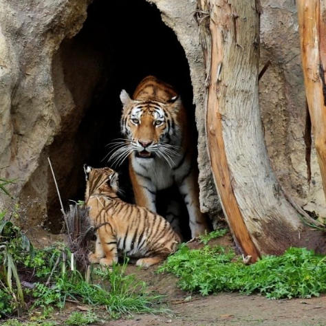 Bakı Zooparkında pələng balaları doğuldu - Adlarını siz qoyun