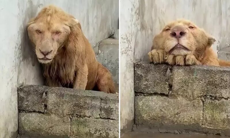 Qohum aslanların çiftləşməsi genetik deformasiyalara yol açır - VİDEO