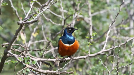 Quşlar da dostluq edirmiş: 20 illik araşdırma heyvanların sosial dünyasını yenidən kəşf etdi