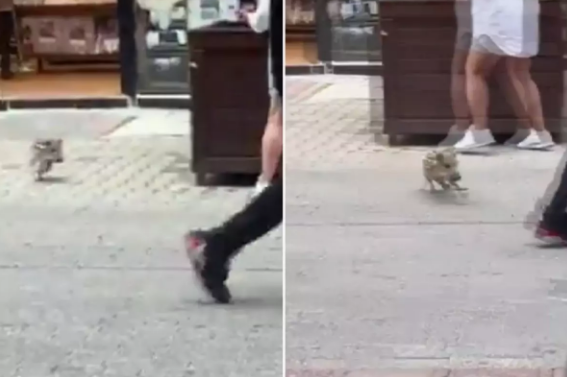 Fethiyədə vəhşi donuz balası şəhər mərkəzinə endi: Həmin anlar telefonla qeydə alındı - VİDEO