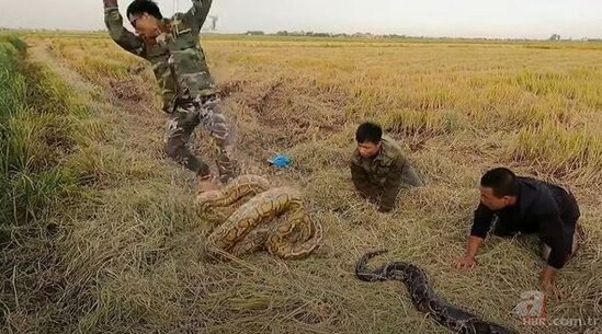 Nəhəng ilanla güləş sosial şəbəkə istifadəçilərini heyrətləndirdi - FOTO/VİDEO