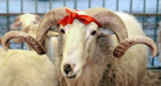 AQTA Qurban bayramı ilə bağlı vətəndaşlara müraciət edib
