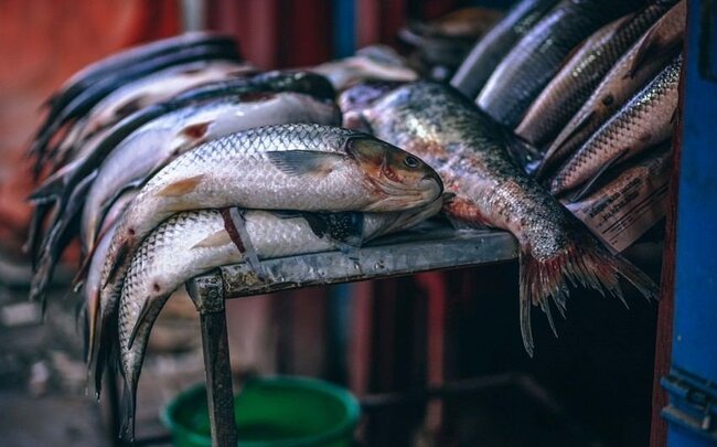 Azərbaycan I rübdə Gürcüstanın balıq tədarük etdiyi əsas satış bazarı olub
