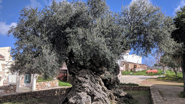 Dünyanın ən qədim canlı zeytun ağacı təxminən 3 min yaşı var