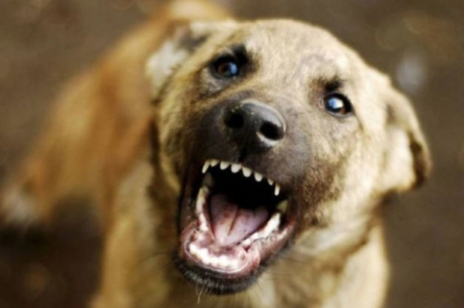 Mingəçevirdə qadını küçədə it dişlədi: Vaksindən imtina etdi