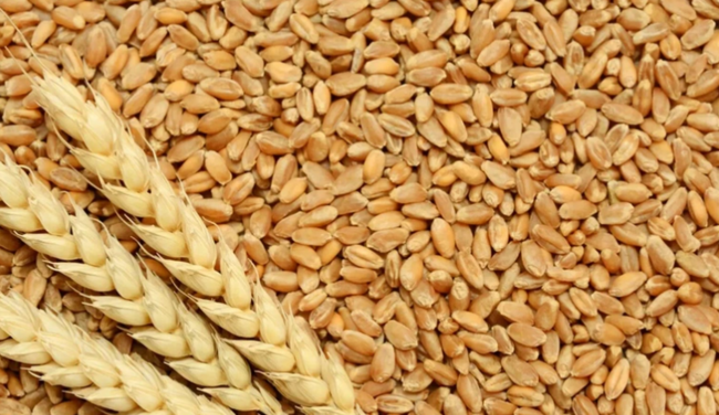 Azərbaycan Türkiyədən taxıl və paxlalı idxalına çəkdiyi xərci 8 %-dən çox artırıb