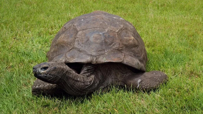 40 ABŞ prezidenti gördü: Dünyanın ən yaşlı quru heyvanı