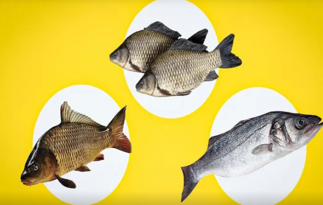 Balığın təzə olub-olmadığını belə yoxlayın