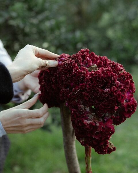 Prezident ailəsi Lənkəranda fermer təsərrüfatı ilə tanış oldu - Fotolar