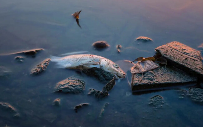 Bu ölkədə balıq yemək qadağan edildi