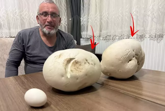 Gəzməyə çıxdığı yolda görün nə tapdı "İlk dəfədir belə bir şey görürəm"