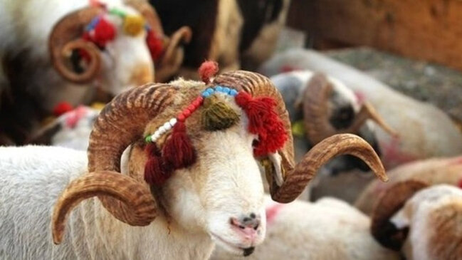 Bu müğənnilər qurban kəsməyəcək (AÇIQLAMA)