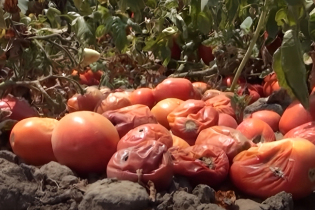 Masallıda tonlarla pomidor MƏHV OLDU: Fermerlər ZiYANDA