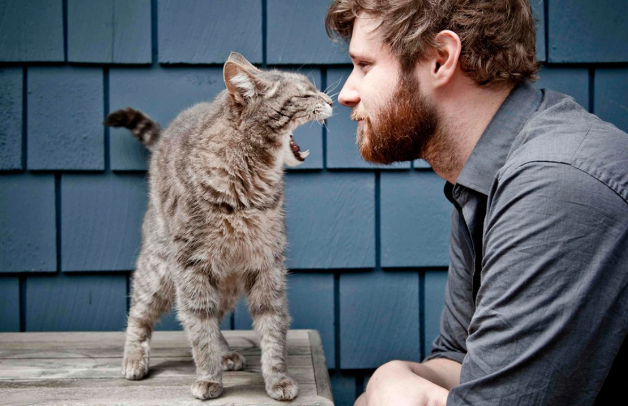 Süni intellekt pişiklərin dilini başa düşməyə imkan verəcək