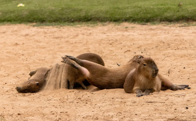 Nəhəng gəmiricilər bir qəsəbəni "ələ keçirdi" - FOTO
