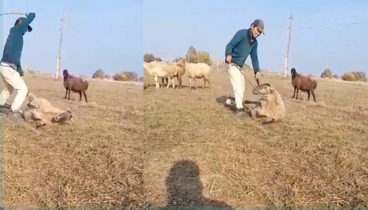 Samuxda qoyunu döyən çoban saxlanılıb