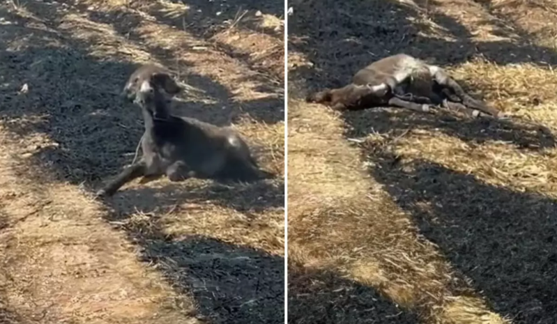 Video çəkərkən yanındakı uzunqulağın ölümünə məhəl qoymayan vətəndaş tənqid olundu - VİDEO