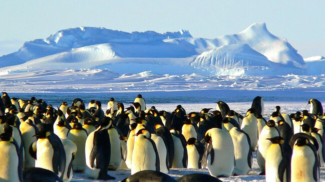 Antarktidada buzlaqların sürətlə əriməsinə dair yeni əlamətlər tapıldı