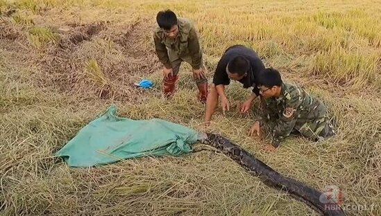 Nəhəng ilanla güləş sosial şəbəkə istifadəçilərini heyrətləndirdi - FOTO/VİDEO