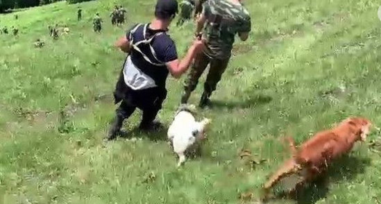 Zaqatalada itkin düşən Hindistan vətəndaşının axtarışına təlim keçmiş itlər cəlb olundu - VİDEO