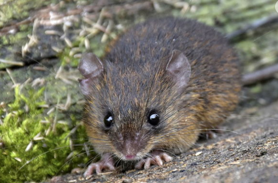 Gəmiricilər Qərbin Ukraynaya verdiyi döyüş texnikalarını sıradan çıxarıblar