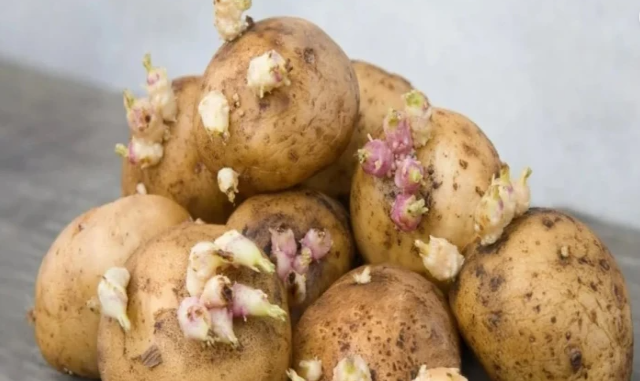Cücərmiş kartofu atmayın - Qızıl dəyərində