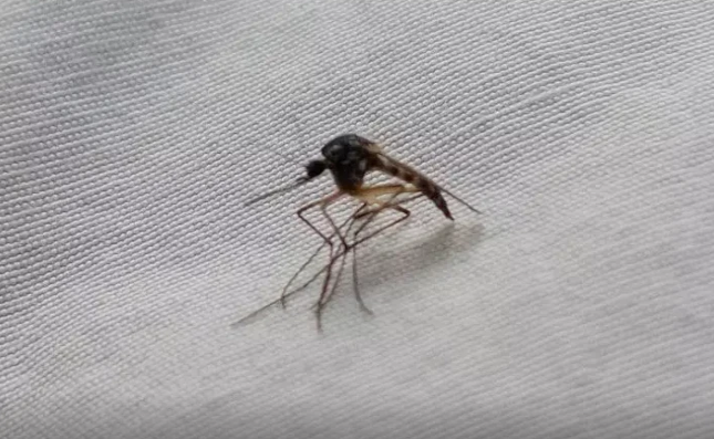 Dünyanın ən böyük ağcaqanadı