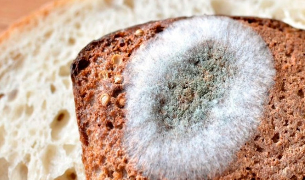 Niyə kiflənmiş çörəyi yeməməlisən?