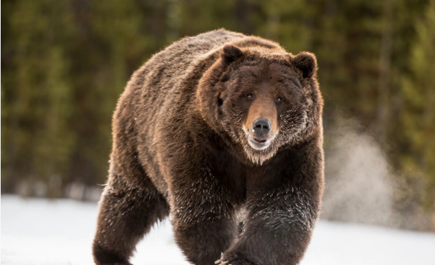 Rusiyada ayı ovuna çıxan kişi faciəli şəkildə ölüb