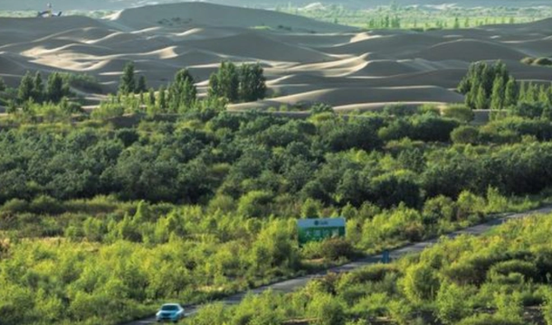 Maraqlı fakt: Çində adambaşına 100 ağac var