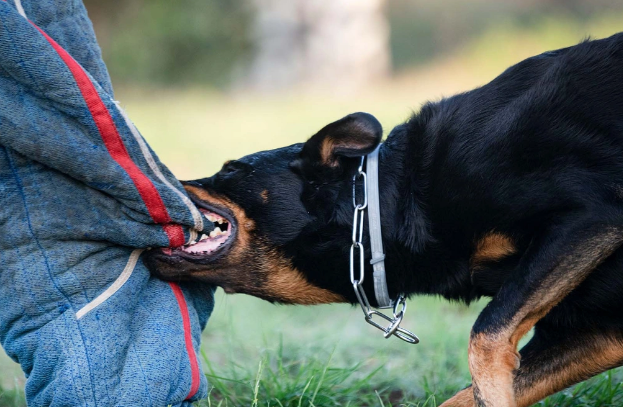 Ağdamda it azyaşlıya hücum etdi