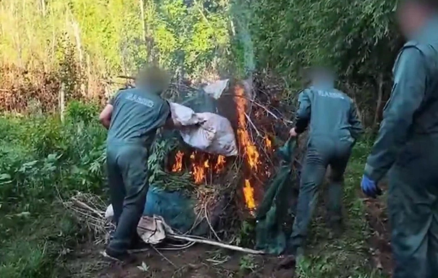 Türkiyədə UNESCO siyahısına salınmış ərazidə iki milyardlıq çətənə kolları aşkarlandı