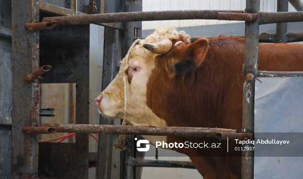 Qərb bölgəsində dabaq xəstəliyi sürətlə yayılır: Fermerlər zərər içində