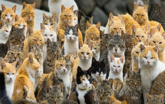 Dünyada neçə pişik var? Hesablamalar aparılıb