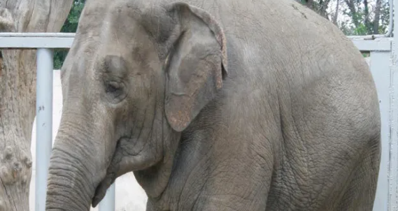 Fili öldürə bilən 10 canlı