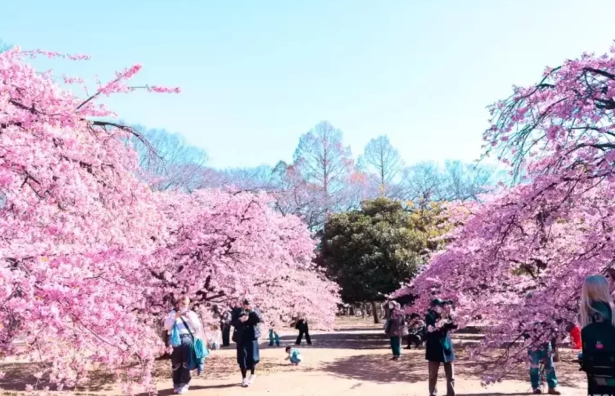 Tokioda sakura ağacları sakinlərə təhlükə yaratmağa başlayıb