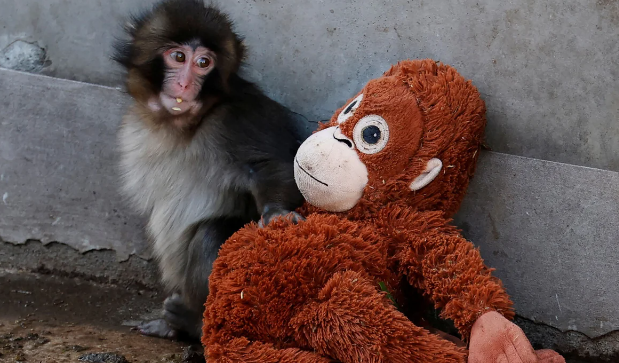 İnternet fenomeni olmuş "Punch" adlı meymuna görə Yaponiyada zooparka gələnlərin sayı rekord həddə çatıb